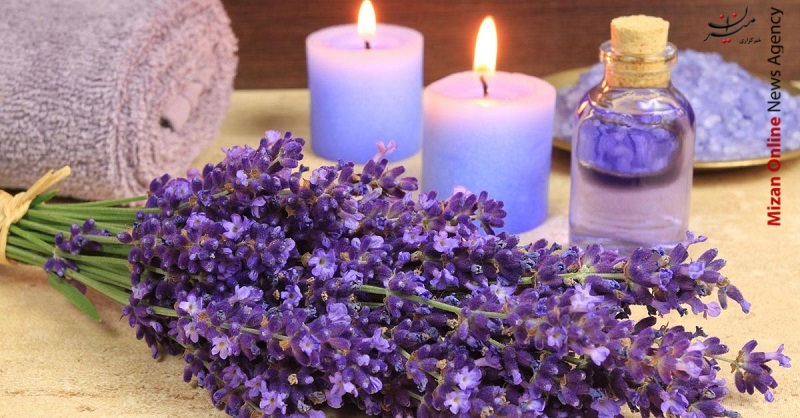 اسطوقودوس ۵ گیاه دارویی برای پاکسازی کبد/ شلغم و این همه خواص عالی/ معروفترین داروی سم زدای بدن/ هفتهای چقدر ماهی بخوریم کافی است؟