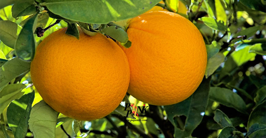 پرتقال رنگی نخورید / عرضه پرتقالهای شمال از ۲۰ روز آینده