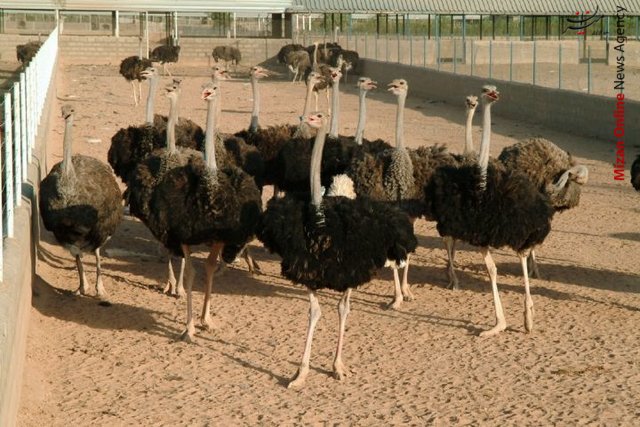 بارش برف در جاده چالوس/ ایجاد اشتغال برای ۱۰۰۰ خانوار در چابهار/ ماجرای انفجار در شهرک ولایت کرمانشاه چه بود؟ / مراقب باشید، تب مالت در کمین است!