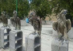 محموله 5 میلیاردی قاچاق پرندگان در معرض انقراض در بوشهر کشف شد محموله 5 میلیاردی قاچاق پرندگان در معرض انقراض در بوشهر کشف شد