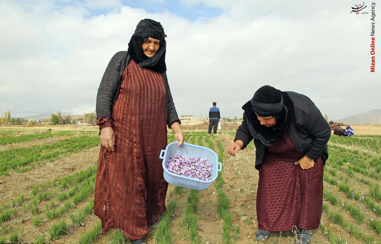 «زعفران»، جاگزینی مناسب برای کشت در منطقه لیلاخ +عکس «زعفران»، جاگزینی مناسب برای کشت در منطقه لیلاخ +عکس