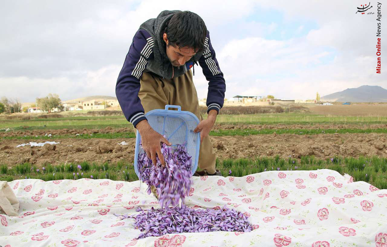 «زعفران»، جاگزینی مناسب برای کشت در منطقه لیلاخ +عکس «زعفران»، جاگزینی مناسب برای کشت در منطقه لیلاخ +عکس