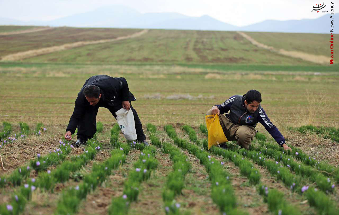 «زعفران»، جاگزینی مناسب برای کشت در منطقه لیلاخ +عکس «زعفران»، جاگزینی مناسب برای کشت در منطقه لیلاخ +عکس