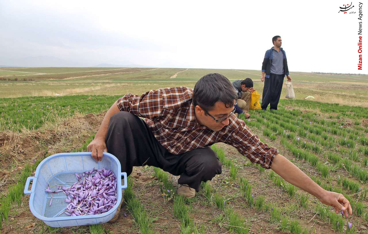 «زعفران»، جاگزینی مناسب برای کشت در منطقه لیلاخ +عکس «زعفران»، جاگزینی مناسب برای کشت در منطقه لیلاخ +عکس