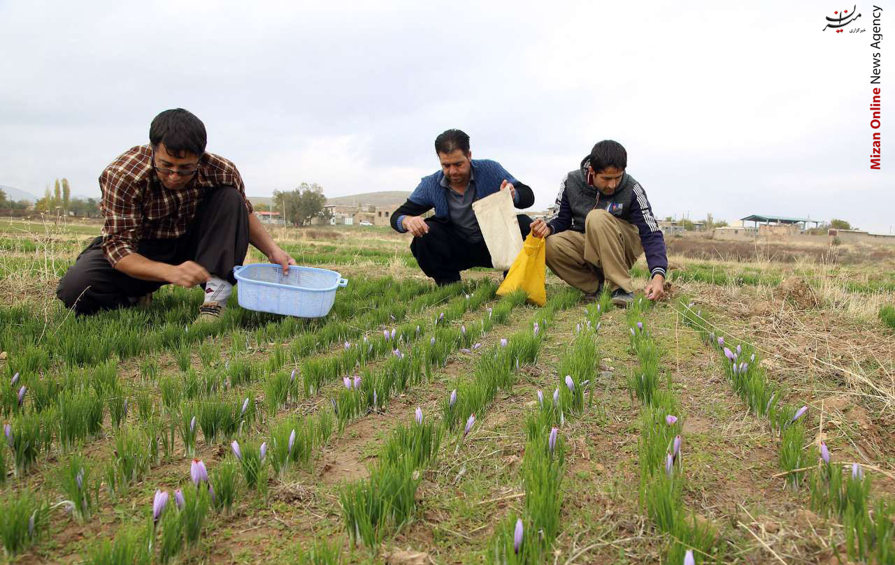 «زعفران»، جاگزینی مناسب برای کشت در منطقه لیلاخ +عکس «زعفران»، جاگزینی مناسب برای کشت در منطقه لیلاخ +عکس