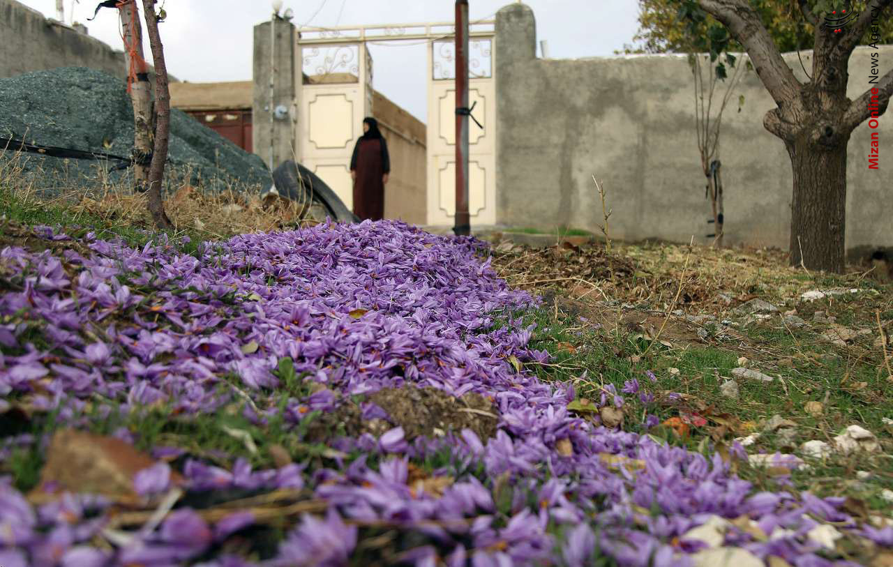 «زعفران»، جاگزینی مناسب برای کشت در منطقه لیلاخ +عکس «زعفران»، جاگزینی مناسب برای کشت در منطقه لیلاخ +عکس