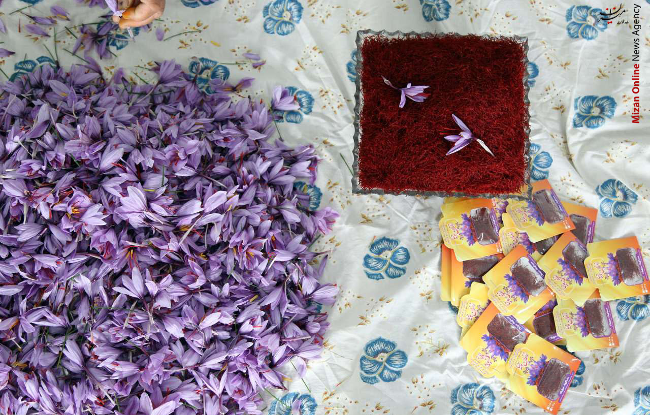 «زعفران»، جاگزینی مناسب برای کشت در منطقه لیلاخ +عکس «زعفران»، جاگزینی مناسب برای کشت در منطقه لیلاخ +عکس