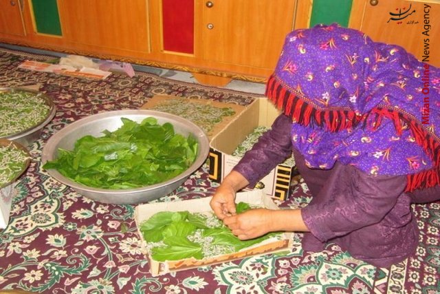 ۱۲۷ هکتار از اراضی شهرستان بافت زیر کشت زعفران/ مهم‌ترین طرح عمرانی استان قزوین چیست؟/ کرکس‌ها مربی بهداشت طبیعت