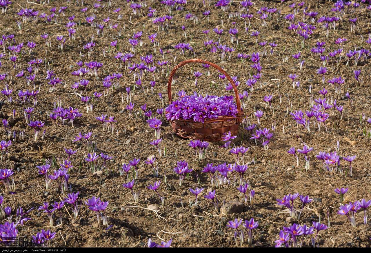 تصاویری دیدنی از برداشت طلای سرخ تصاویری دیدنی از برداشت طلای سرخ