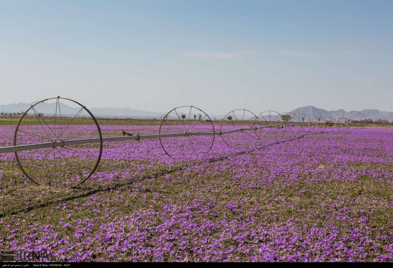 تصاویری دیدنی از برداشت طلای سرخ تصاویری دیدنی از برداشت طلای سرخ