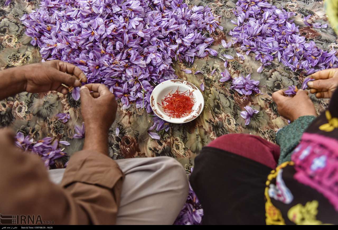 تصاویری دیدنی از برداشت طلای سرخ تصاویری دیدنی از برداشت طلای سرخ