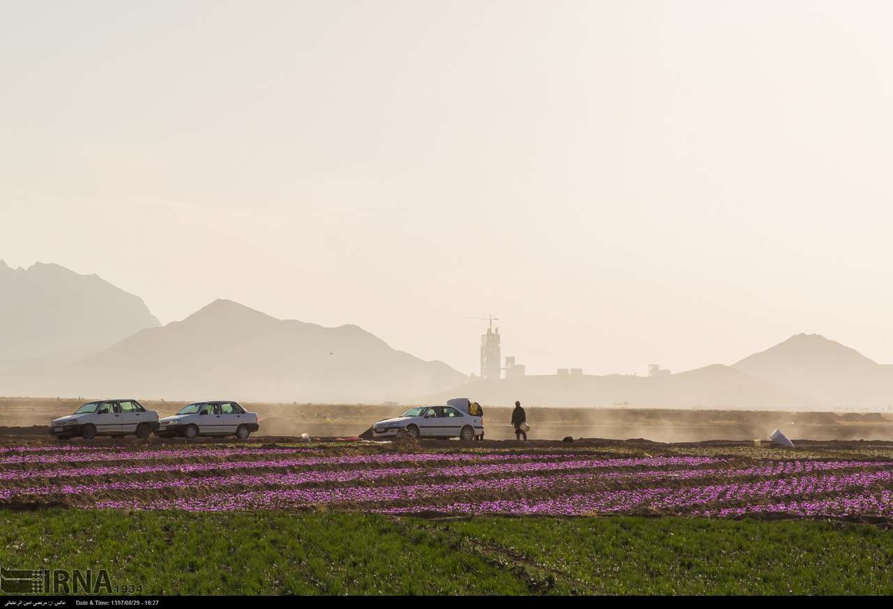 تصاویری دیدنی از برداشت طلای سرخ تصاویری دیدنی از برداشت طلای سرخ