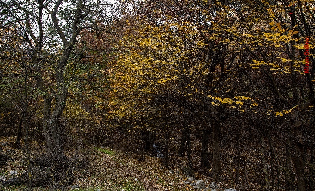 انتهای پائیـــــــــــــز انتهای پائیـــــــــــــز