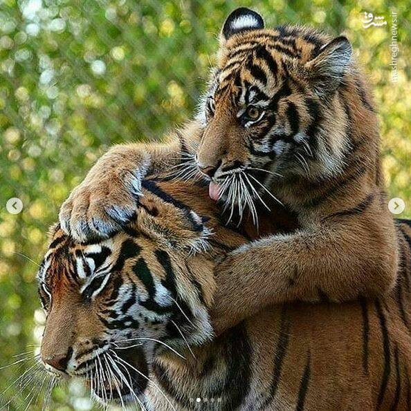 دنیای متفاوت ببرها! +تصاویر