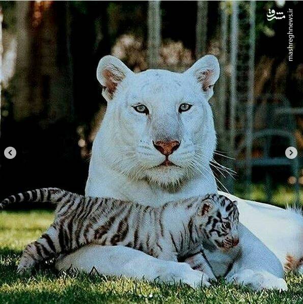 دنیای متفاوت ببرها! +تصاویر