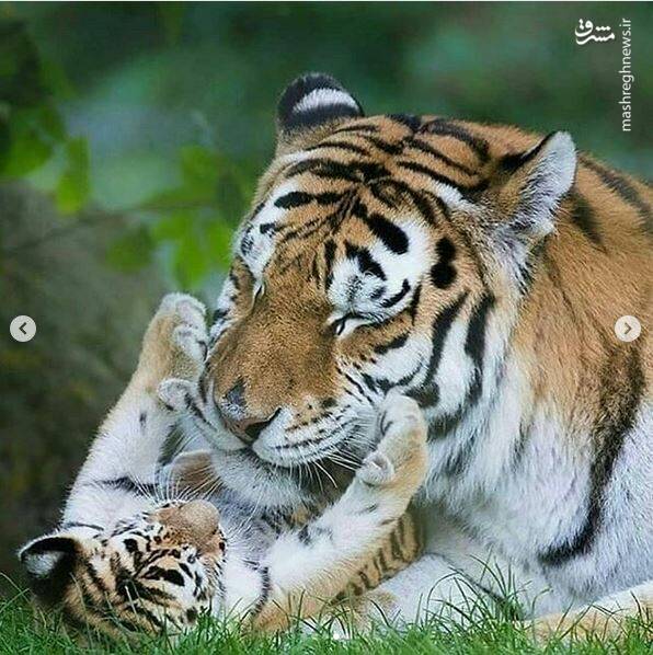 دنیای متفاوت ببرها! +تصاویر