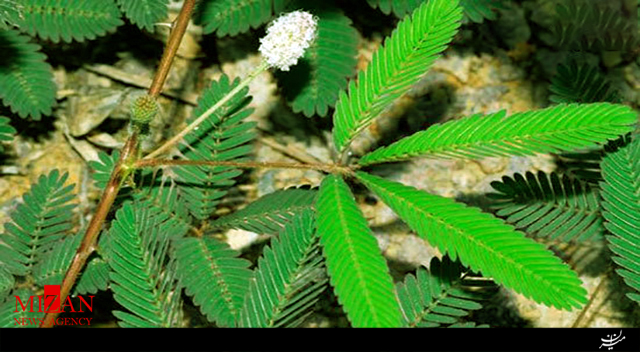 گیاه قهر و آشتی یا 