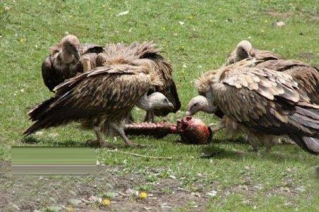 مردمی که عزیزانشان را به لاشخورها می دهند +عکس