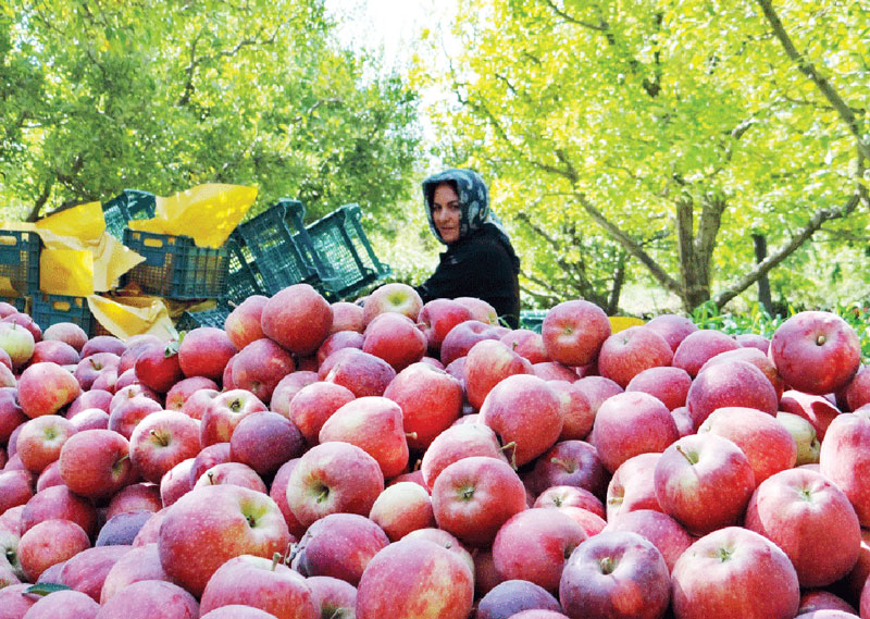 ذخیره ۷۰۰ هزار تن سیب در سردخانهها برای ایام پایانی سال