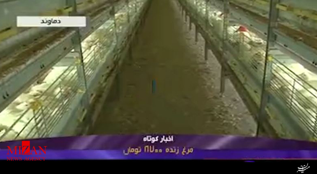نرخ فروش مرغ زنده در بازار چقدر است؟ +فیلم