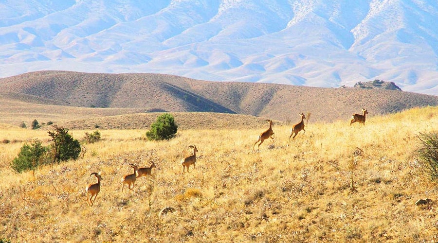 فناوریهای نوین به کمک پایش حریق پارک ملی گلستان میآیند