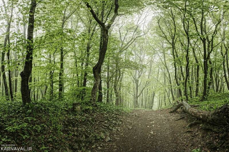 طبیعت زیبای پارک جنگلی گیسوم +تصاویر طبیعت زیبای پارک جنگلی گیسوم +تصاویر