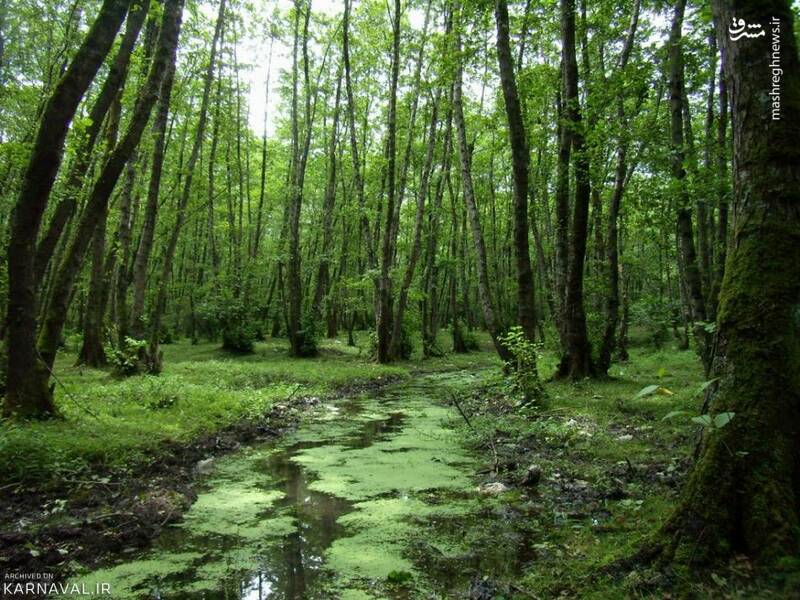 طبیعت زیبای پارک جنگلی گیسوم +تصاویر طبیعت زیبای پارک جنگلی گیسوم +تصاویر