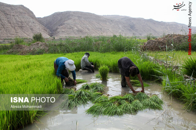حذف برنج کاری در خوزستان معیشت برنجکاران خوزستانی را به خطر می اندازد حذف برنج کاری در خوزستان معیشت برنجکاران خوزستانی را به خطر می اندازد