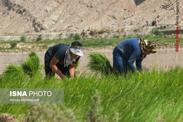 حذف برنج کاری در خوزستان معیشت برنجکاران خوزستانی را به خطر می اندازد حذف برنج کاری در خوزستان معیشت برنجکاران خوزستانی را به خطر می اندازد