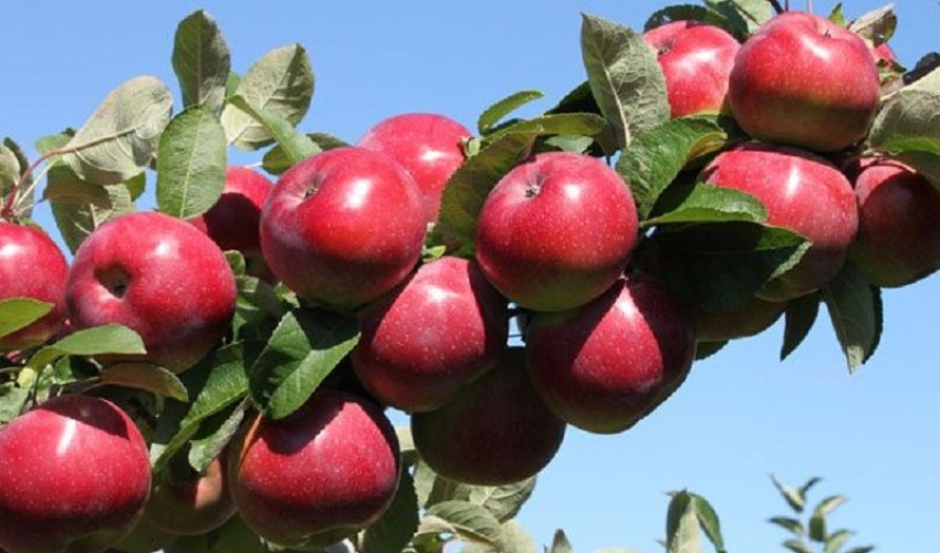 عملیات خرید سیب شب عید آغاز شد