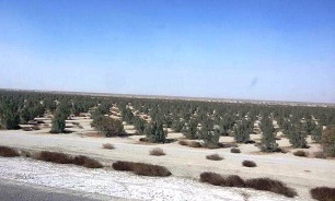 اختصاص ۳۷ میلیارد تومان به پروژه های بیابانزدایی در استان سیستان و بلوچستان