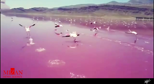پرواز فلامینگوها بر فراز درياچه صورتی مَهارلو پرواز فلامینگوها بر فراز درياچه صورتی مَهارلو