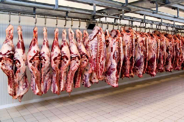 قاچاقچیان دامهای مولد را ۳ برابر نرخ بازار میخرند