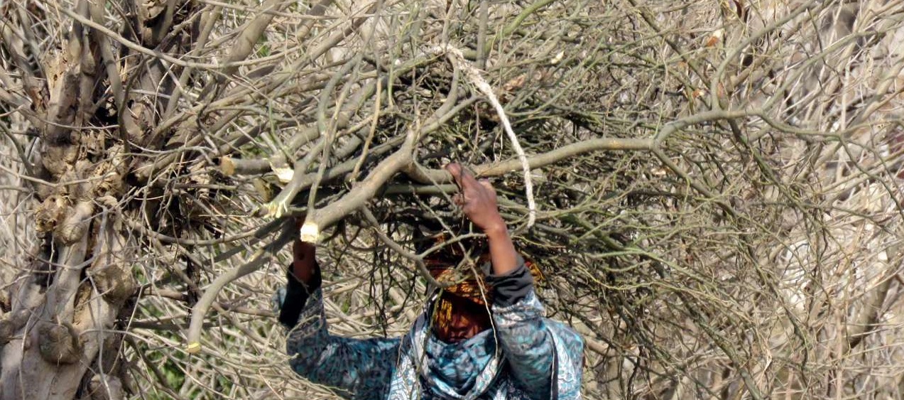جمع آوری هیزم جمع آوری هیزم