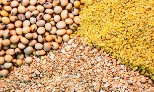 حجم واردات ذرت دامی و کنجاله به کشور