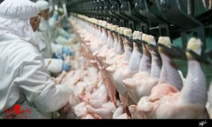 دستور دادستانی به رئیس سازمان صمت در خصوص نظارت بر تعیین قیمت گوشت مرغ و بر مبنای مصوبه ستاد تنظیم بازار