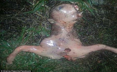 کشف جنجالی موجودی بیگانه در کالیفرنیا +عکس