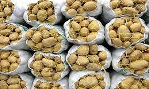 مصرف سیب زمینی‌های سبز رنگ ممنوع