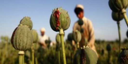 درآمد 600 میلیون دلاری افغانستان از کشت