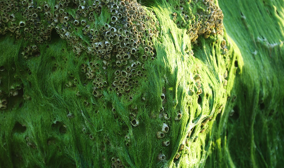 زیبایی‌های بلوچستان‎/ بازار در تب و تاب ماهی قرمز/ سبزی بهار در ساحل پارسیان/ بازدید فعالان ضد جنگ آمریکایی از باغ موزه قصر