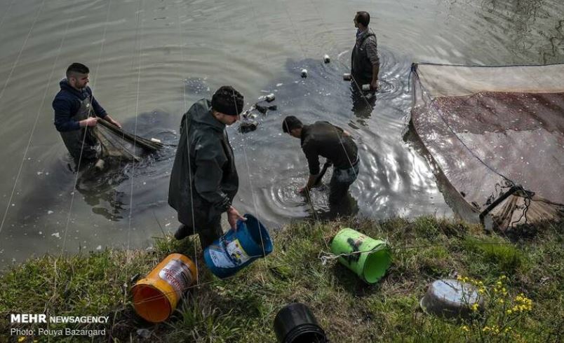 تصاویری از مزرعه پرورش «ماهی قرمز» تصاویری از مزرعه پرورش «ماهی قرمز»