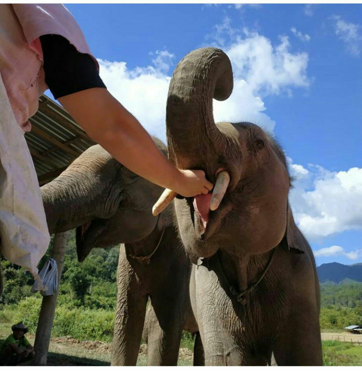 خانواده ۱۰ نفره فیلها و آدمها/// برای عید یکــــــــــــــ خانواده ۱۰ نفره فیلها و آدمها/// برای عید یکــــــــــــــ