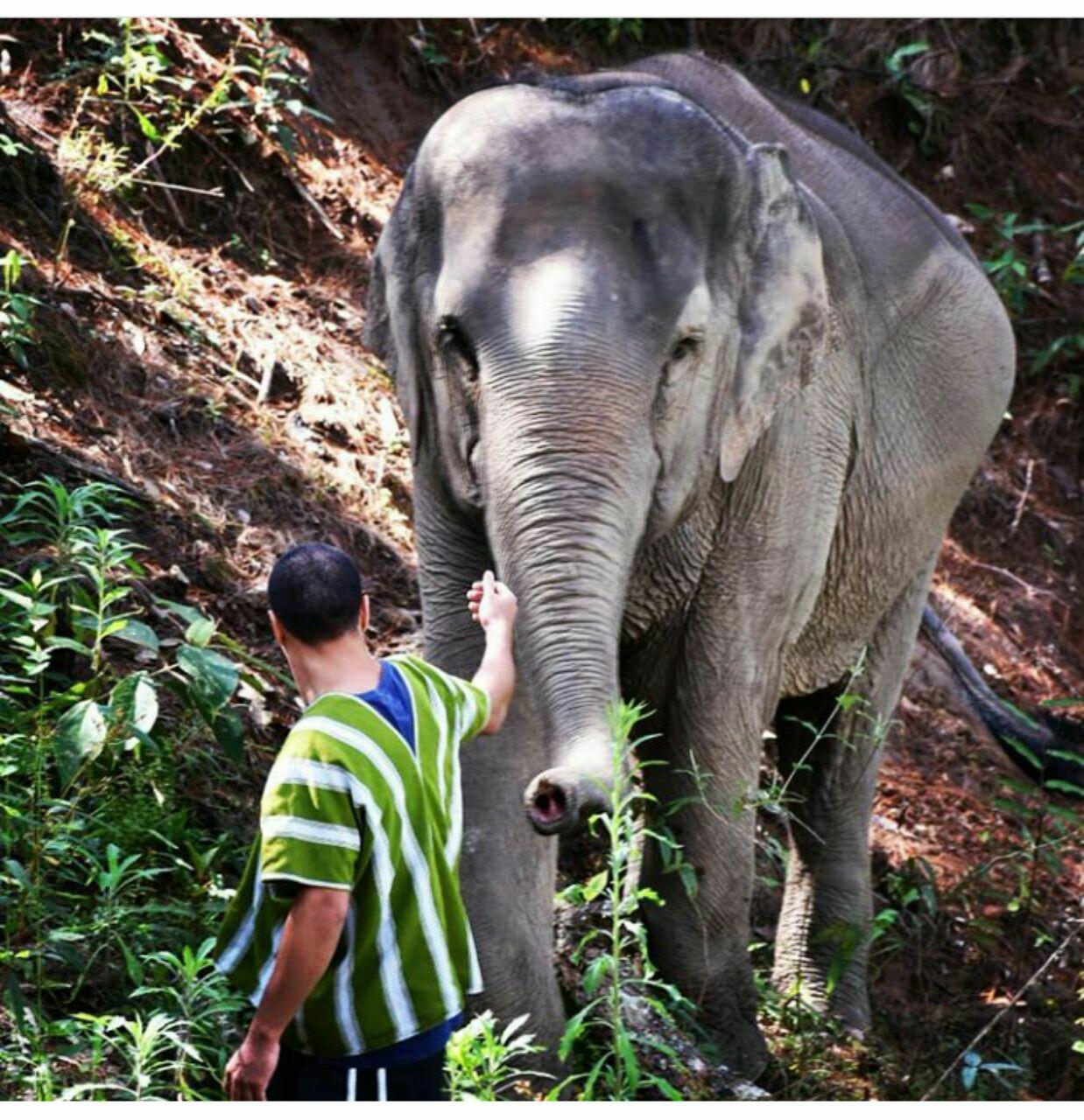 خانواده ۱۰ نفره فیلها و آدمها/// برای عید یکــــــــــــــ خانواده ۱۰ نفره فیلها و آدمها/// برای عید یکــــــــــــــ