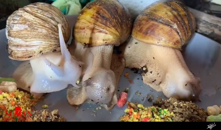 فیلمی جالب از نحوه غذا خوردن حلزون فیلمی جالب از نحوه غذا خوردن حلزون