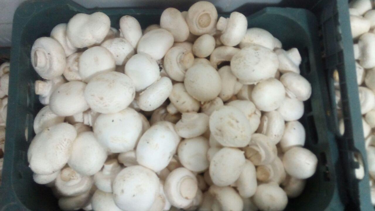 کاهش خطر ابتلاء به اختلال شناختی با مصرف قارچ