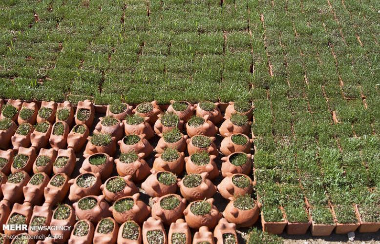 تصاویری بهاری از بازار گل محلات