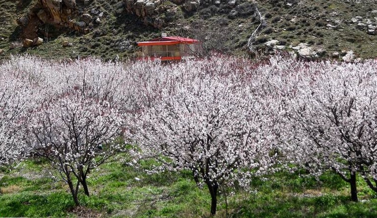 شکوفههای بهاری در بجنورد شکوفههای بهاری در بجنورد