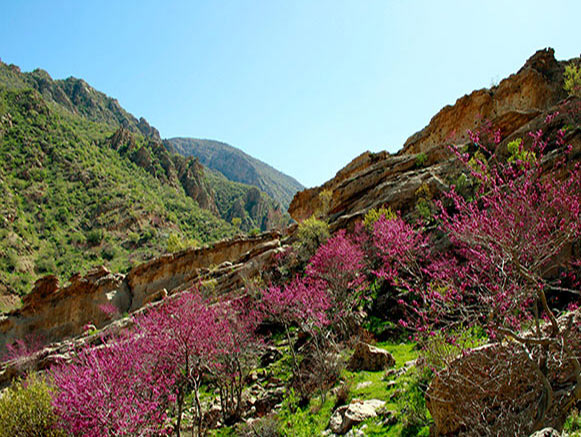 سفری بهاری به تنگهای از جنس ارغوان+تصاویر سفری بهاری به تنگهای از جنس ارغوان+تصاویر