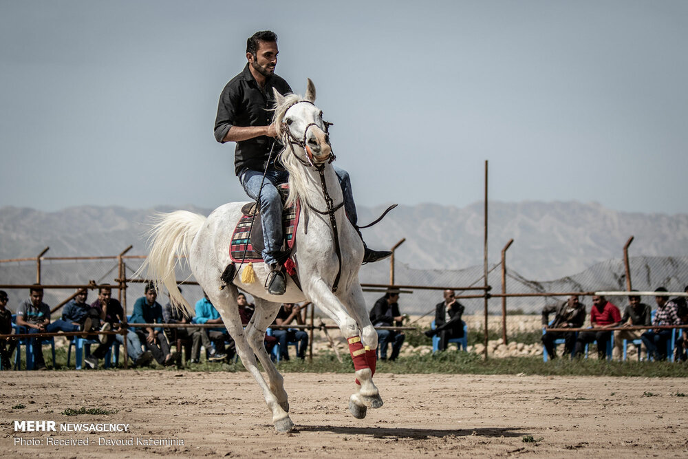 تصاویری از جشنواره بزرگ اسب سواری در فارس تصاویری از جشنواره بزرگ اسب سواری در فارس