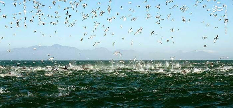 دریایی از ماهیهای ساردین +تصاویر دریایی از ماهیهای ساردین +تصاویر